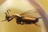 Uncommon Fossil Flies (Bibionidae & Scatopsidae) In Baltic Amber #272242-1
